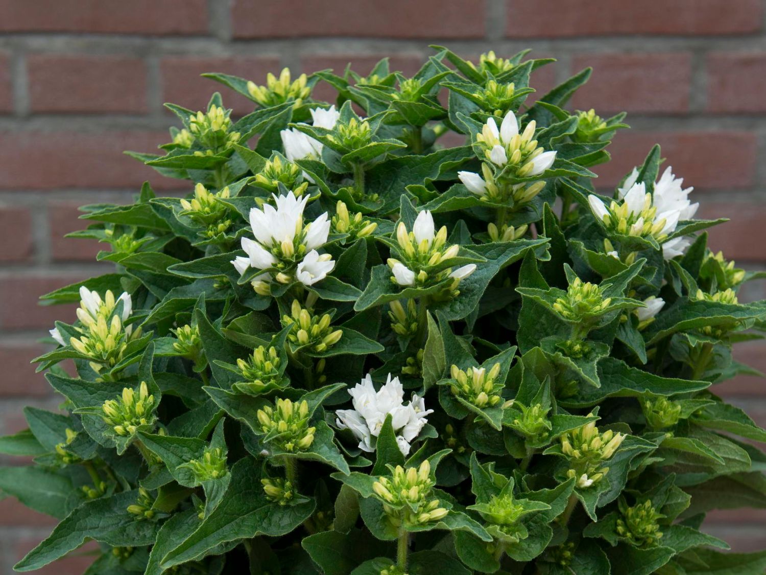 Knäuel-Glockenblume 'Genti White' - Campanula glomerata 'Genti White'