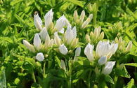 Knäuel-Glockenblume 'Genti White'