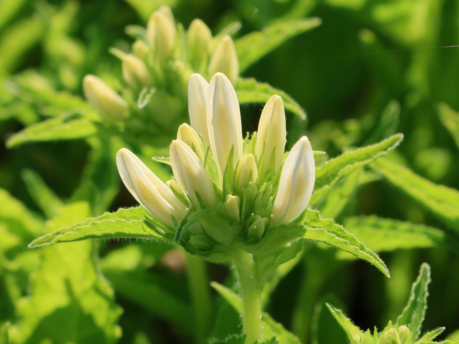 Knäuel-Glockenblume 'Genti White' - Campanula glomerata 'Genti White'