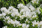 Knäuel-Glockenblume 'Genti White' - Campanula glomerata 'Genti White'