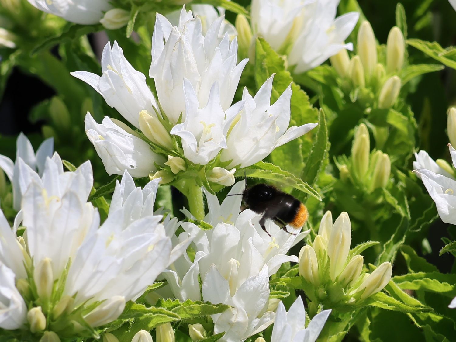 Knäuel-Glockenblume 'Genti White' - Campanula glomerata 'Genti White'