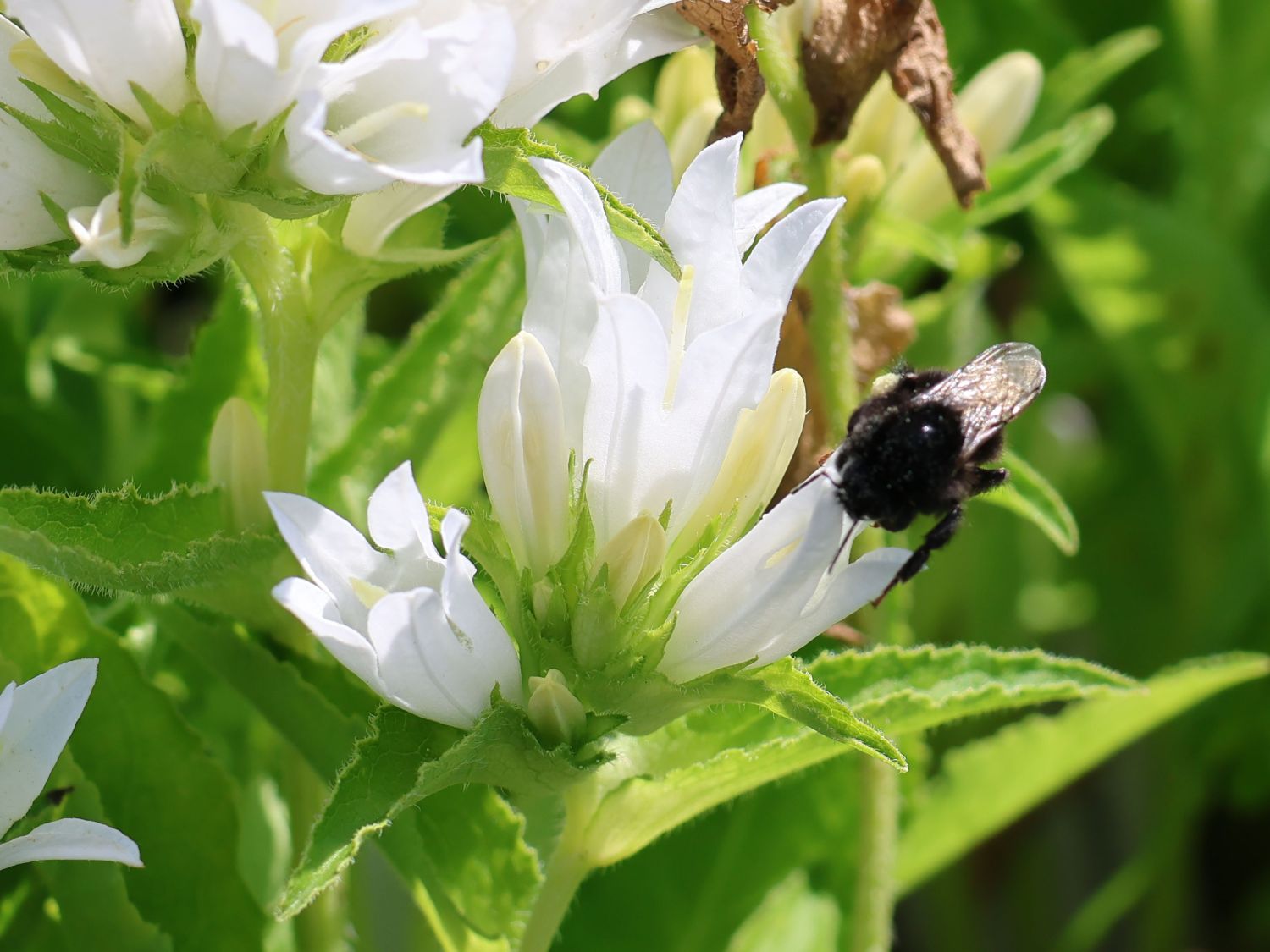 Knäuel-Glockenblume 'Genti White' - Campanula glomerata 'Genti White'