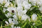 Knäuel-Glockenblume 'Genti White' - Campanula glomerata 'Genti White'