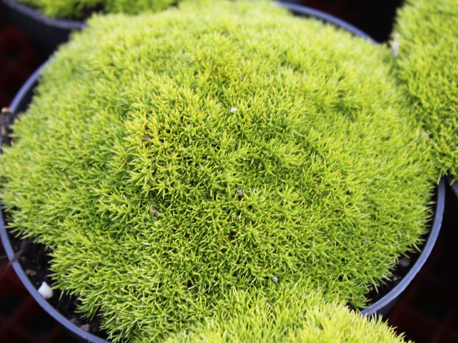 Knäuelkräuter (Scleranthus)