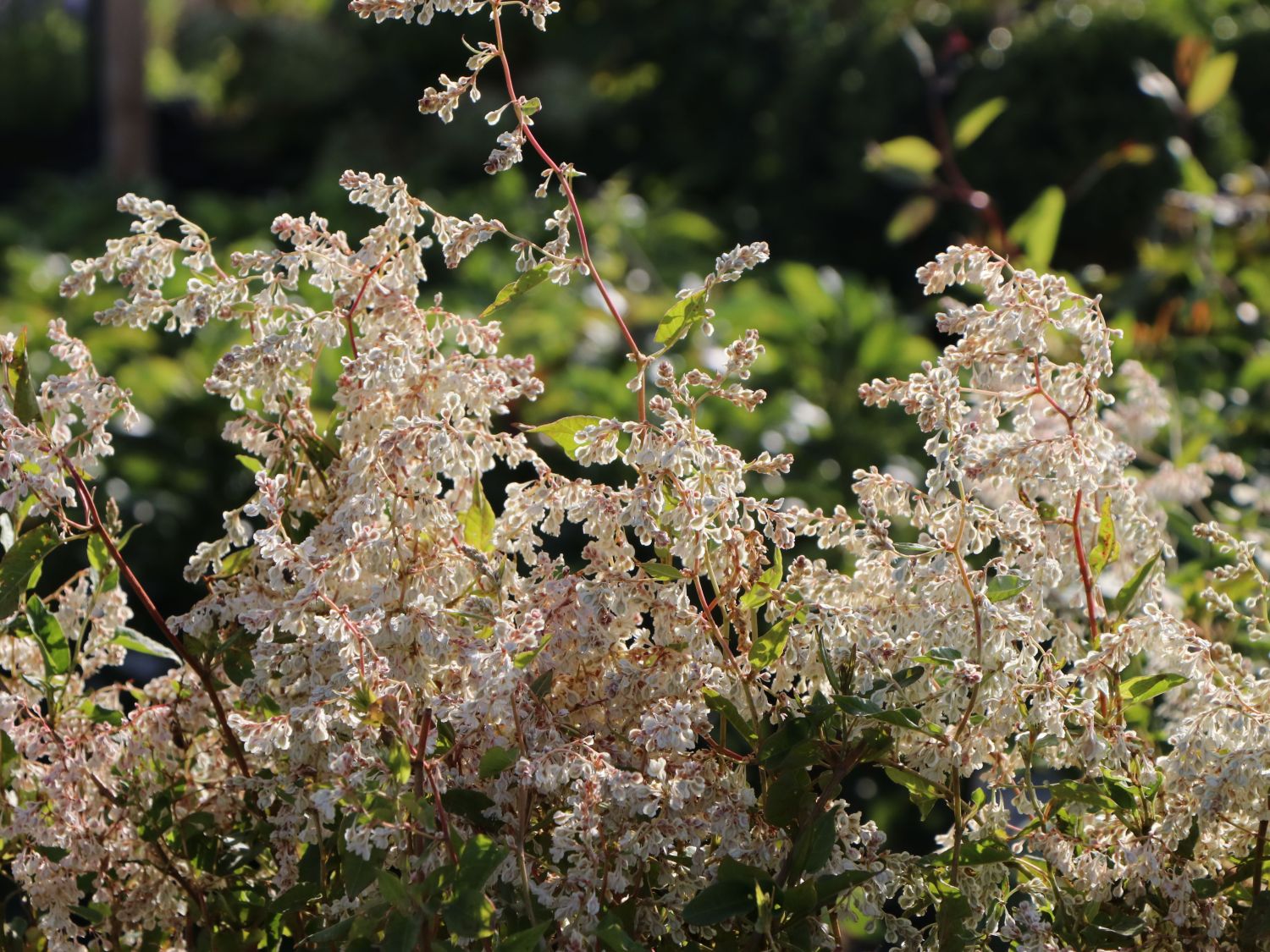 Flügelknöteriche (Fallopia)
