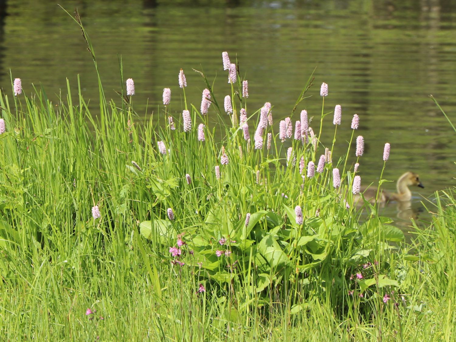 Knöterich 'Superba'