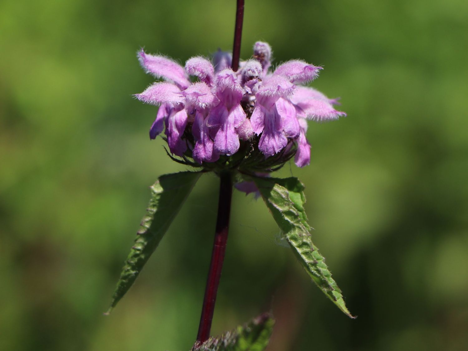 Knollen-Brandkraut 'Amazone'