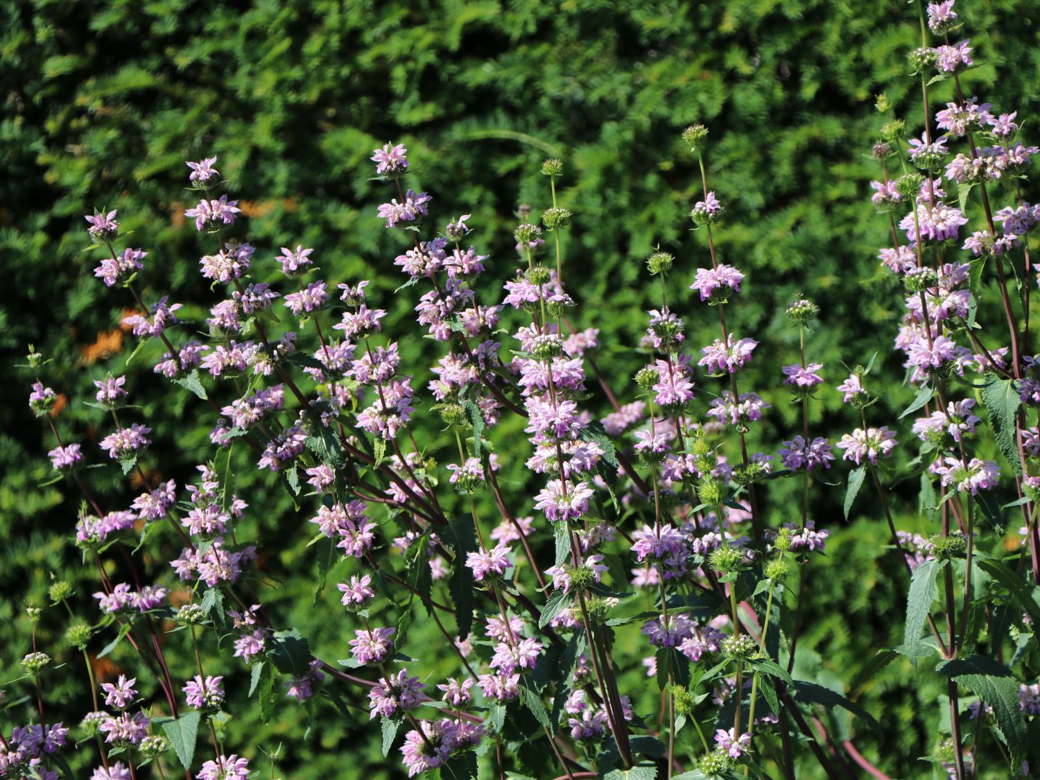 Knollen-Brandkraut 'Bronce Flamingo' - Phlomis tuberosa 'Bronze Flamingo'