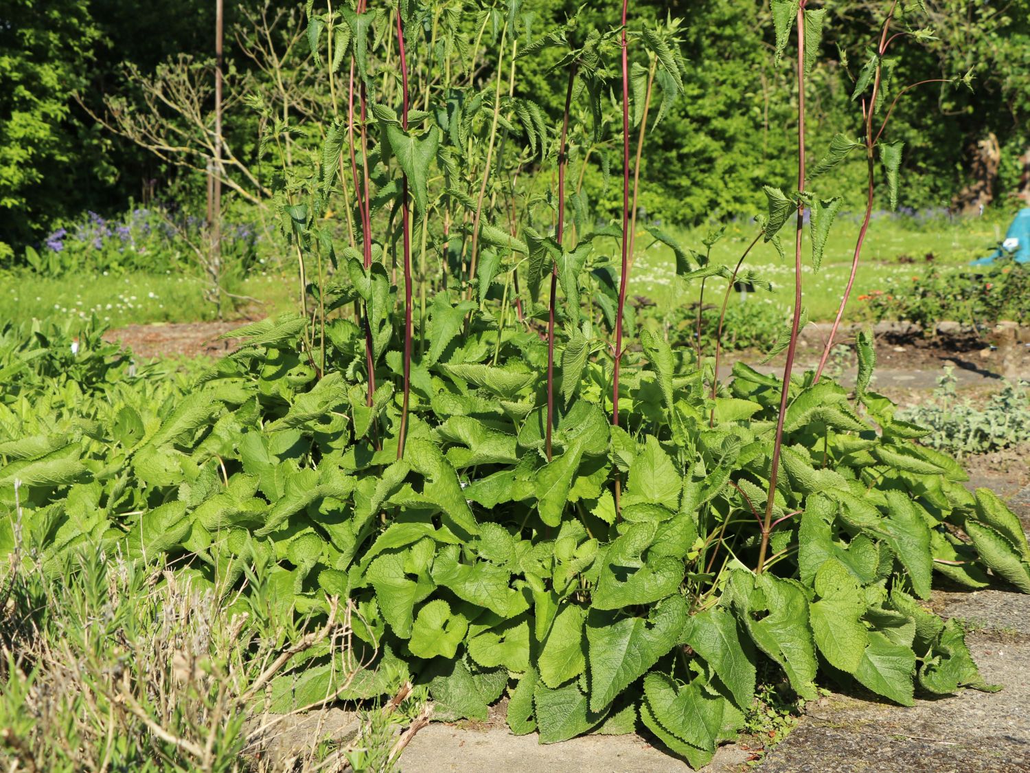 Knollen-Brandkraut - Phlomis tuberosa