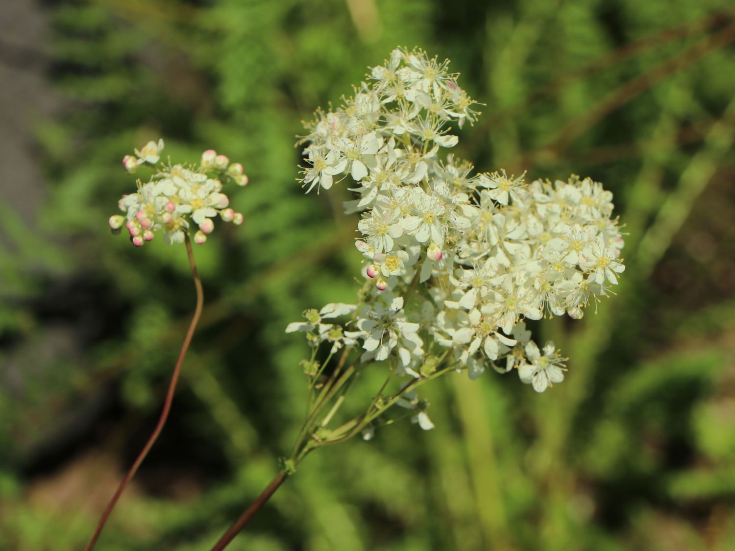 Knollen-Rüsterstaude