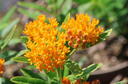 Knollige Seidenpflanze - Asclepias tuberosa