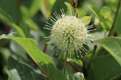 Knopfbusch