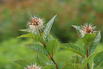 Knopfbusch PROVEN WINNERS ® 'Sugar Shack' - Cephalanthus occidentalis PROVEN WINNERS ® 'Sugar Shack'