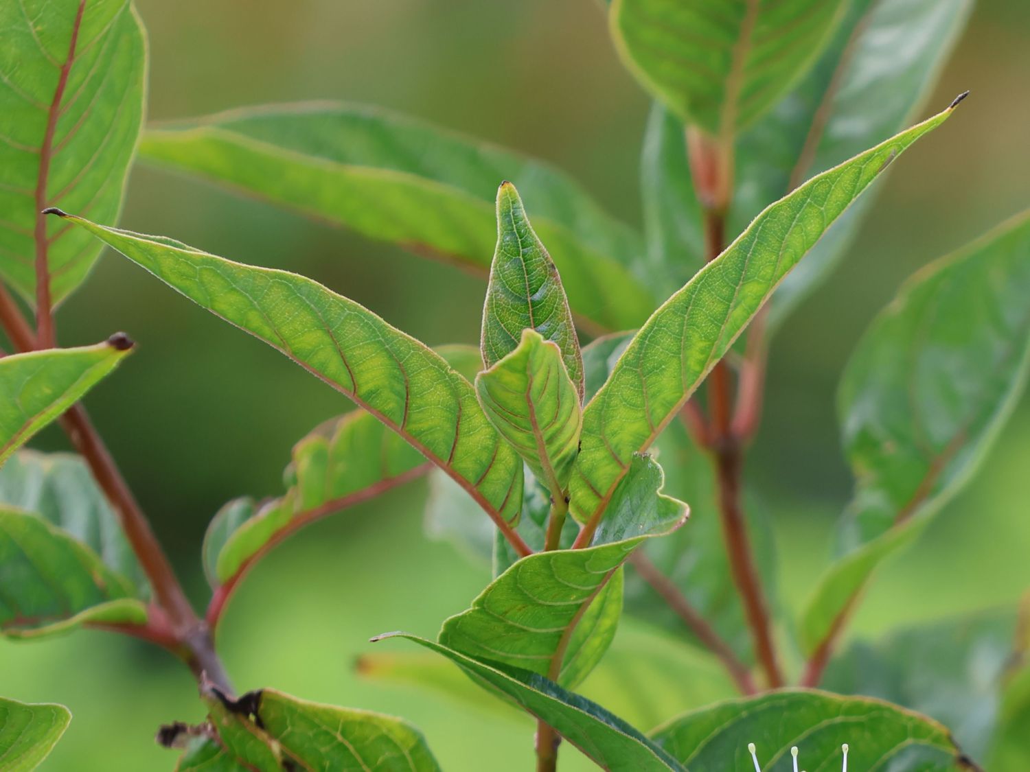 Knopfbusch PROVEN WINNERS ® 'Sugar Shack' - Cephalanthus occidentalis PROVEN WINNERS ® 'Sugar Shack'