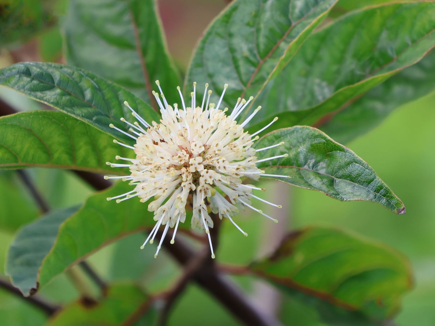 Knopfbusch PROVEN WINNERS ® 'Sugar Shack' - Cephalanthus occidentalis PROVEN WINNERS ® 'Sugar Shack'