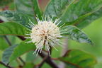 Knopfbusch PROVEN WINNERS ® 'Sugar Shack' - Cephalanthus occidentalis PROVEN WINNERS ® 'Sugar Shack'