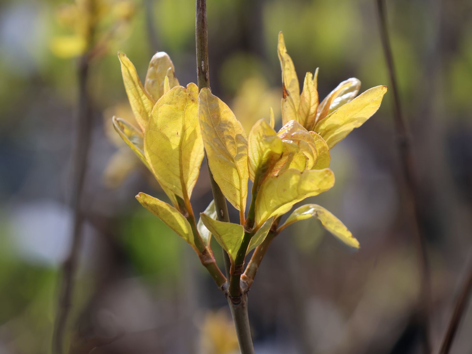 Knopfbusch PROVEN WINNERS ® 'Sugar Shack' - Cephalanthus occidentalis PROVEN WINNERS ® 'Sugar Shack'