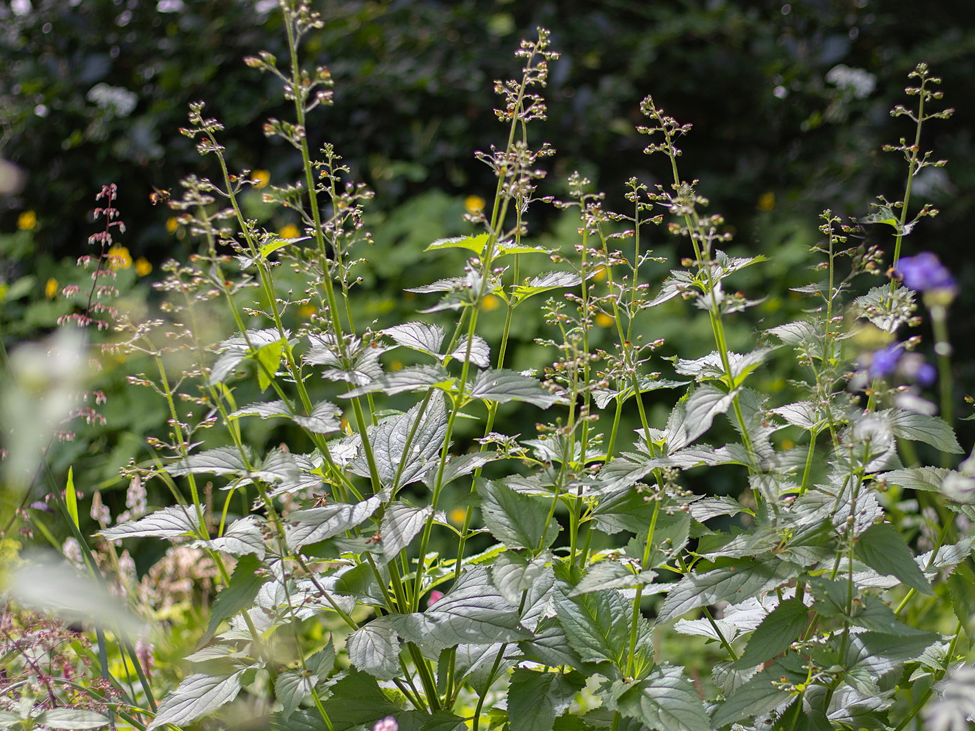 Scrophularia (Scrophularia)
