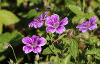 Knotiger Bergwald-Storchschnabel 'Clos du Coudray'