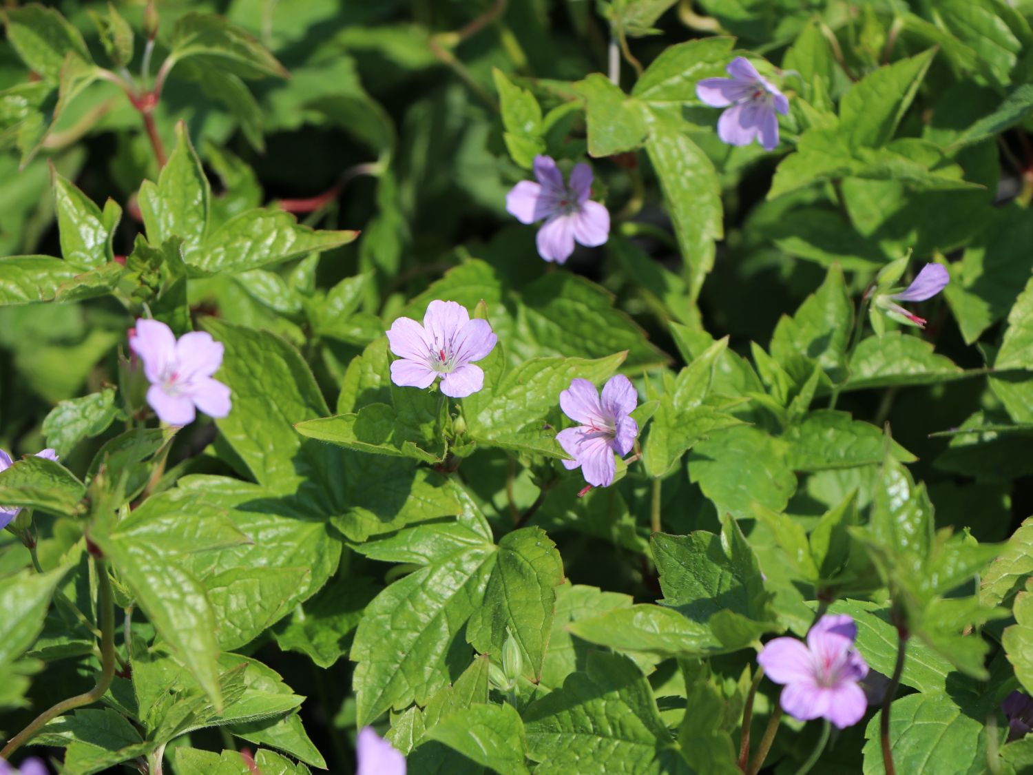 Knotiger Bergwald Storchschnabel