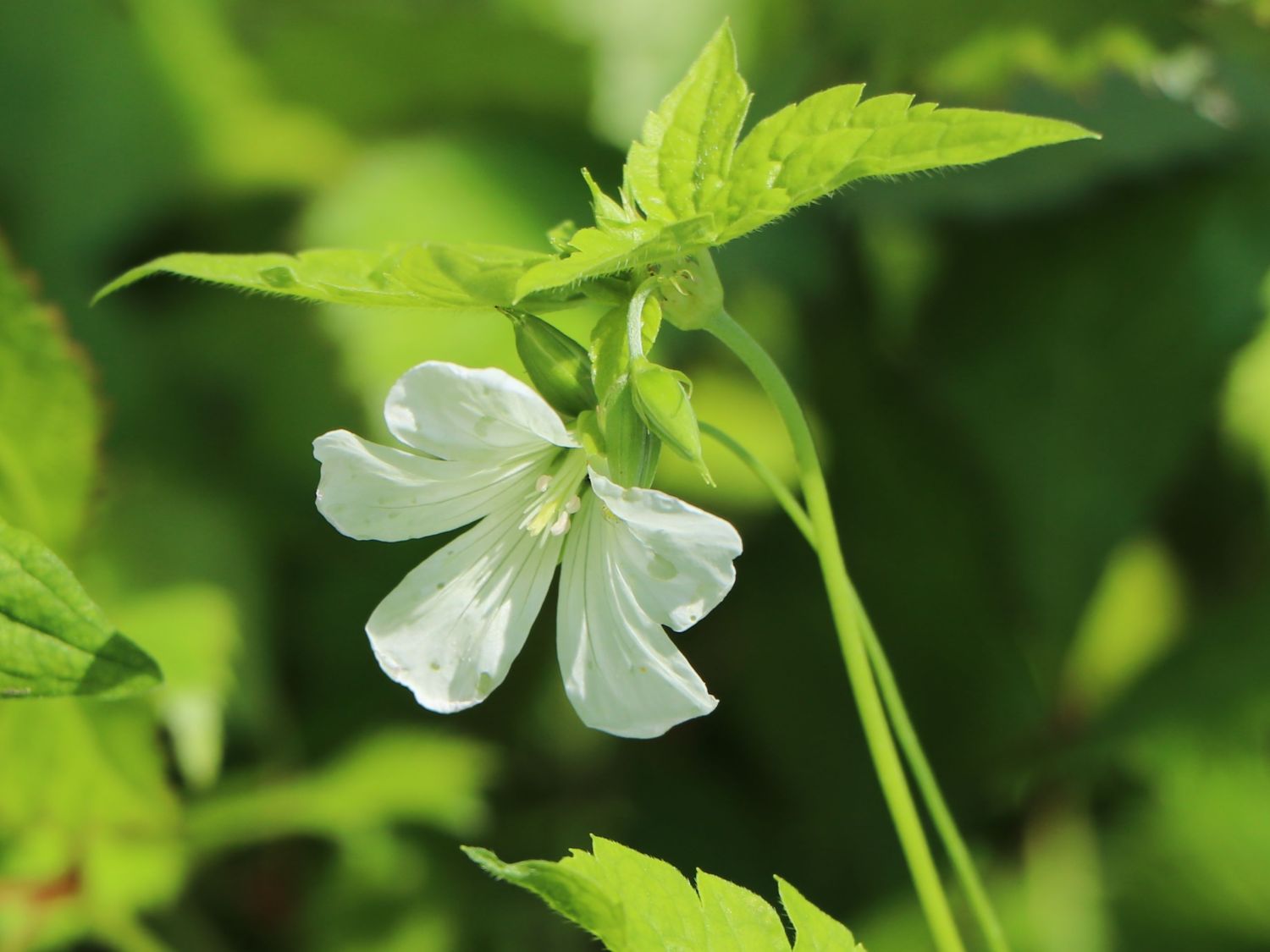 Knotiger Bergwald-Storchschnabel 'Silverwood' - Geranium nodosum 'Silverwood'
