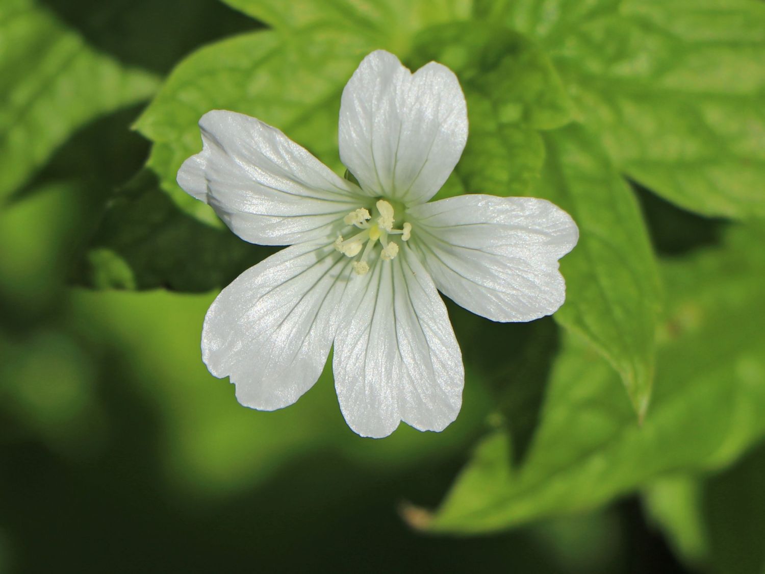 Knotiger Bergwald-Storchschnabel 'Silverwood' - Geranium nodosum 'Silverwood'
