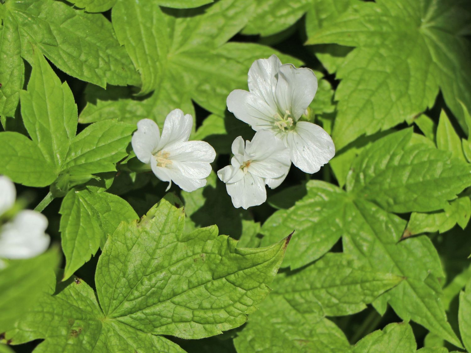 Knotiger Bergwald-Storchschnabel 'Silverwood' - Geranium nodosum 'Silverwood'