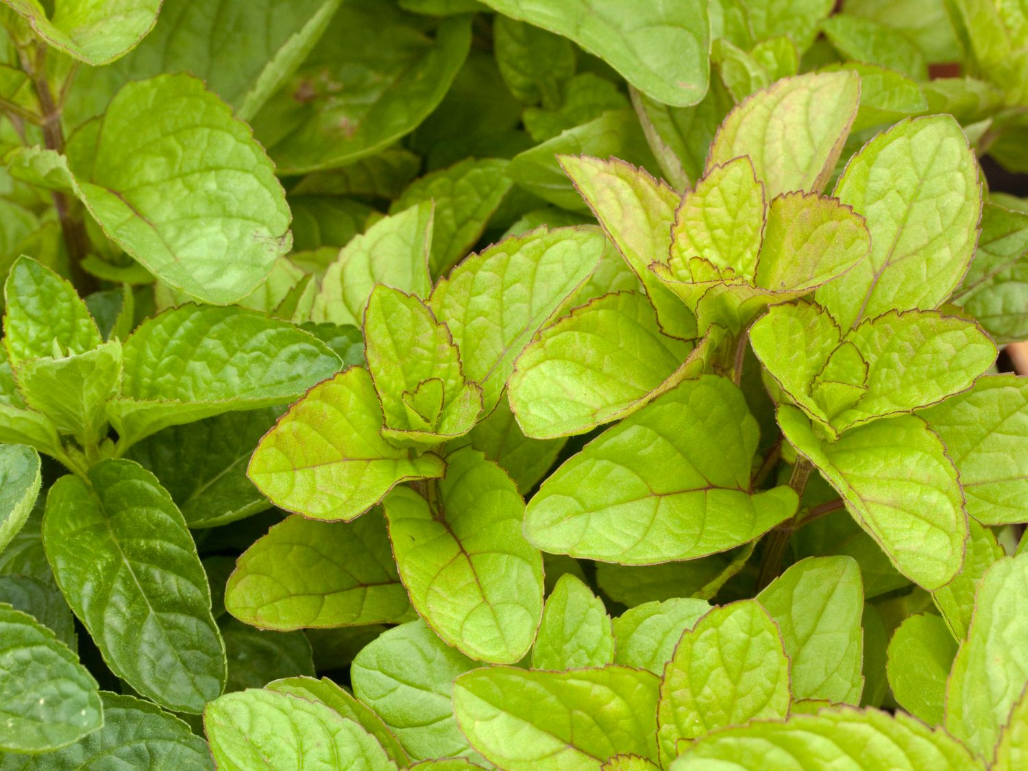 Kölnisch-Wasser-Minze 'Eau de Cologne'