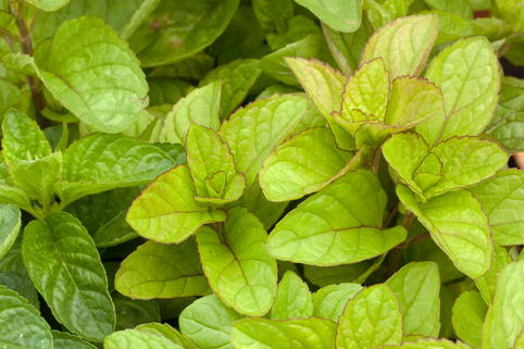 Kölnisch-Wasser-Minze 'Eau de Cologne' - Mentha x piperita var. citrata 'Eau de Cologne'