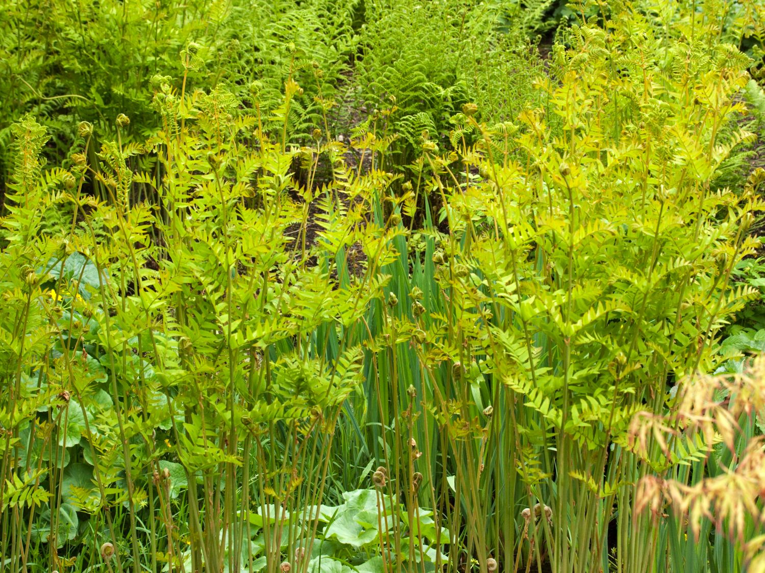 Königsfarngewächse (Osmundaceae)