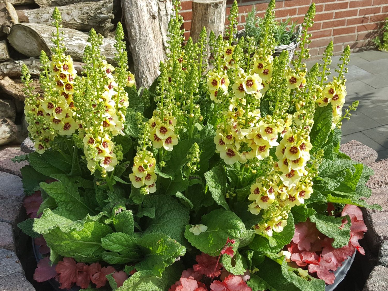 Königskerze 'Dark Eyes'