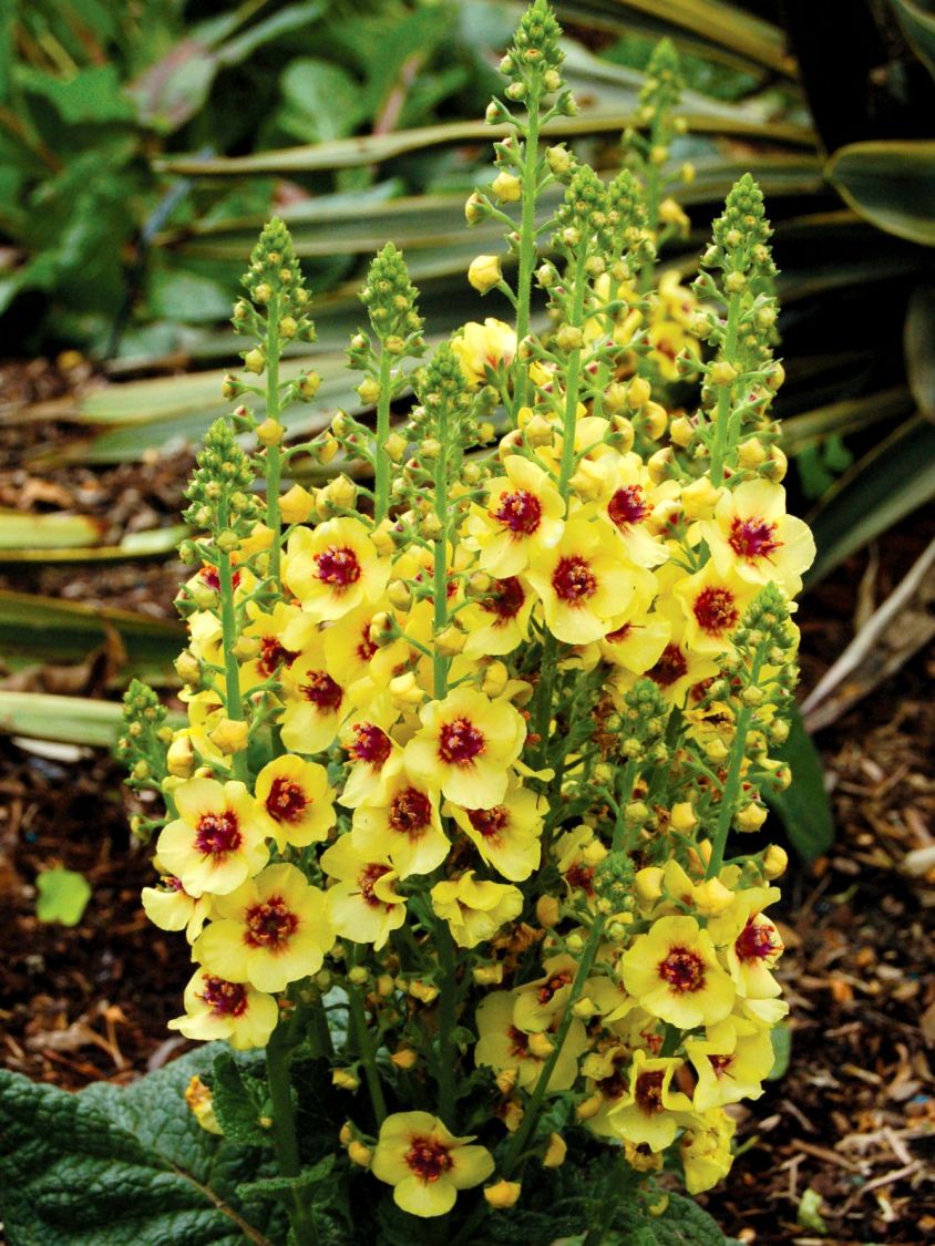 Königskerze 'Dark Eyes' - Verbascum x cultorum 'Dark Eyes'