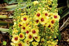 Königskerze 'Dark Eyes' - Verbascum x cultorum 'Dark Eyes'