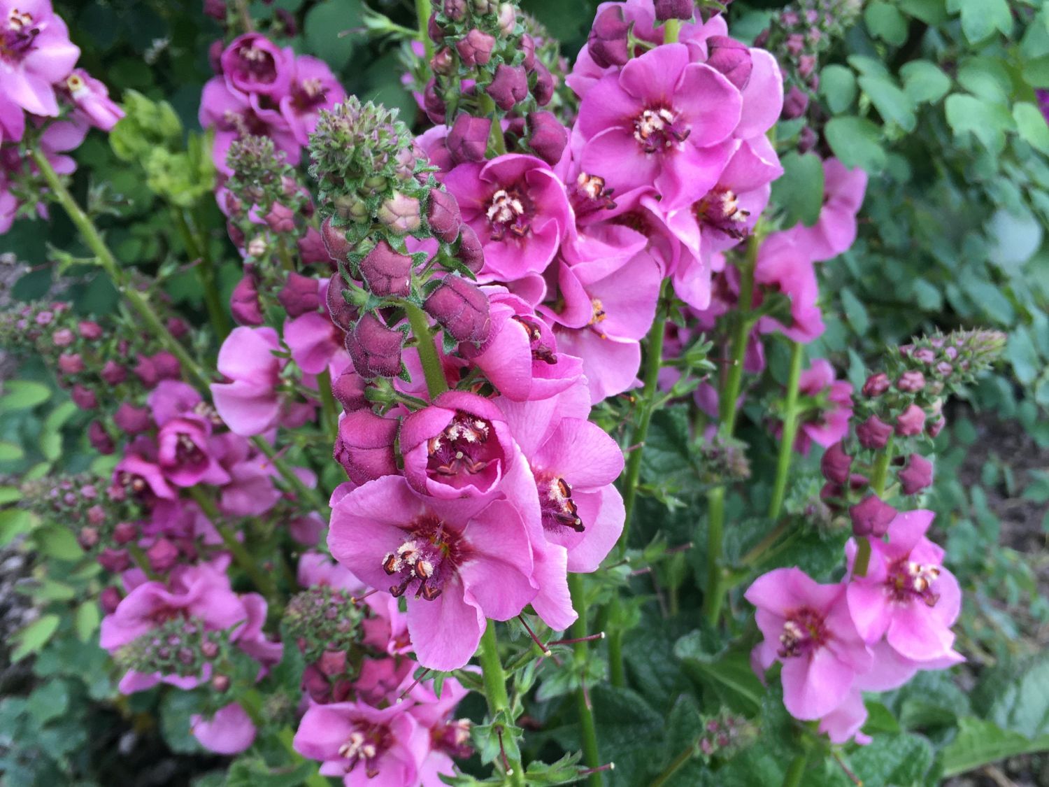 Königskerze 'Lavender Lass'