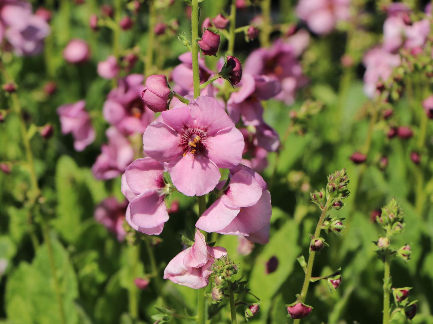 Königskerze 'Pink Pixie'