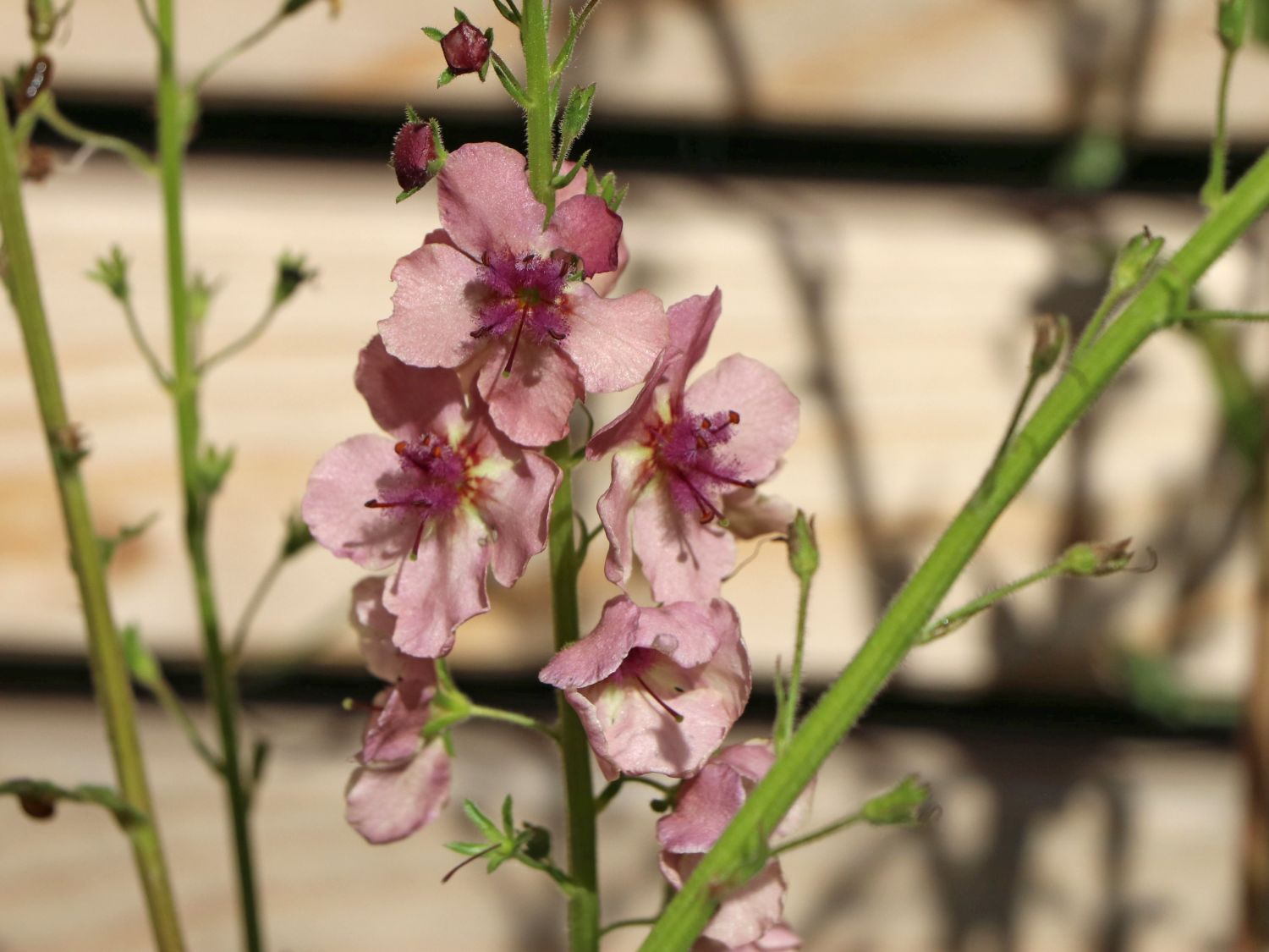 Königskerze 'Southern Charme'