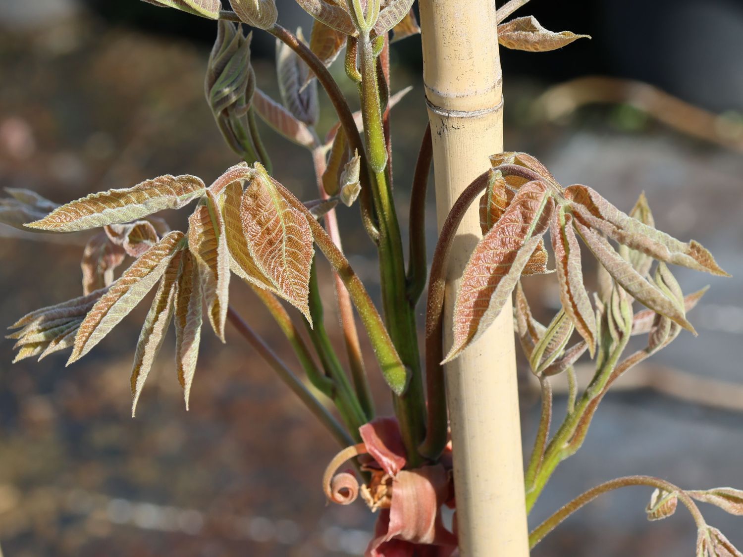 Königsnuss - Carya laciniosa