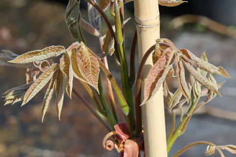 Königsnuss - Carya laciniosa