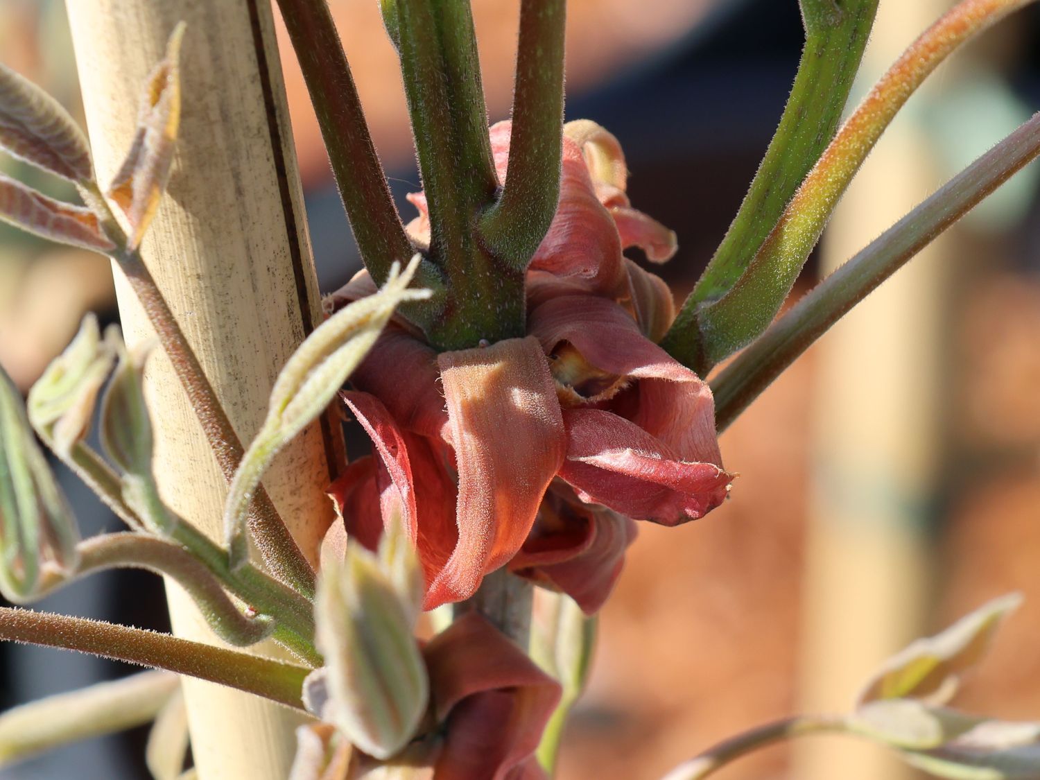 Königsnuss - Carya laciniosa