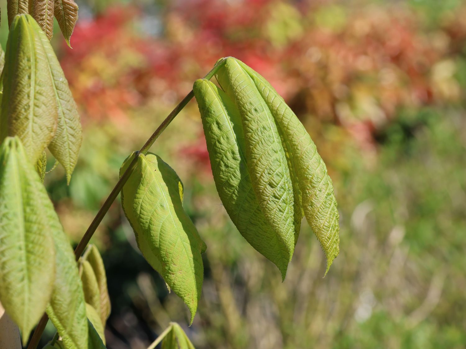 Königsnuss - Carya laciniosa