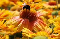 Kokardenblume 'African Sunset'