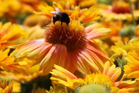 Kokardenblume 'African Sunset' - Gaillardia aristata 'African Sunset'