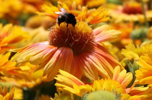 Kokardenblume 'African Sunset' - Gaillardia aristata 'African Sunset'