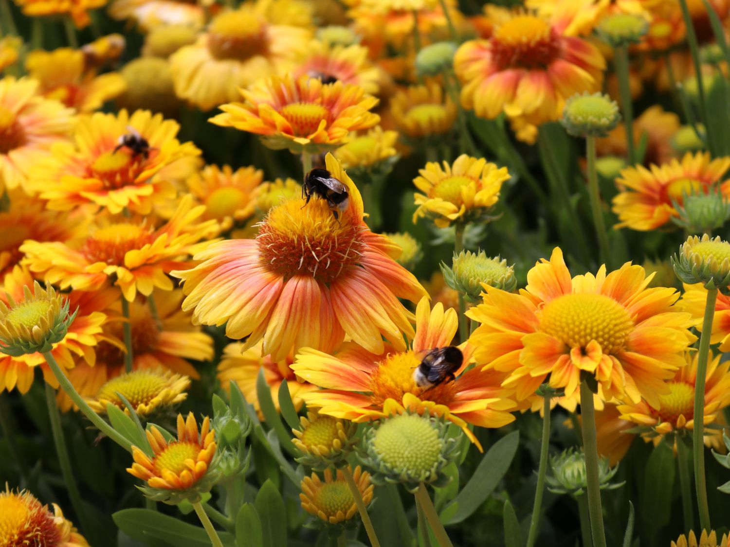 Kokardenblume 'African Sunset' - Gaillardia aristata 'African Sunset'