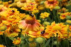 Kokardenblume 'African Sunset' - Gaillardia aristata 'African Sunset'