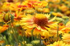 Kokardenblume 'African Sunset' - Gaillardia aristata 'African Sunset'