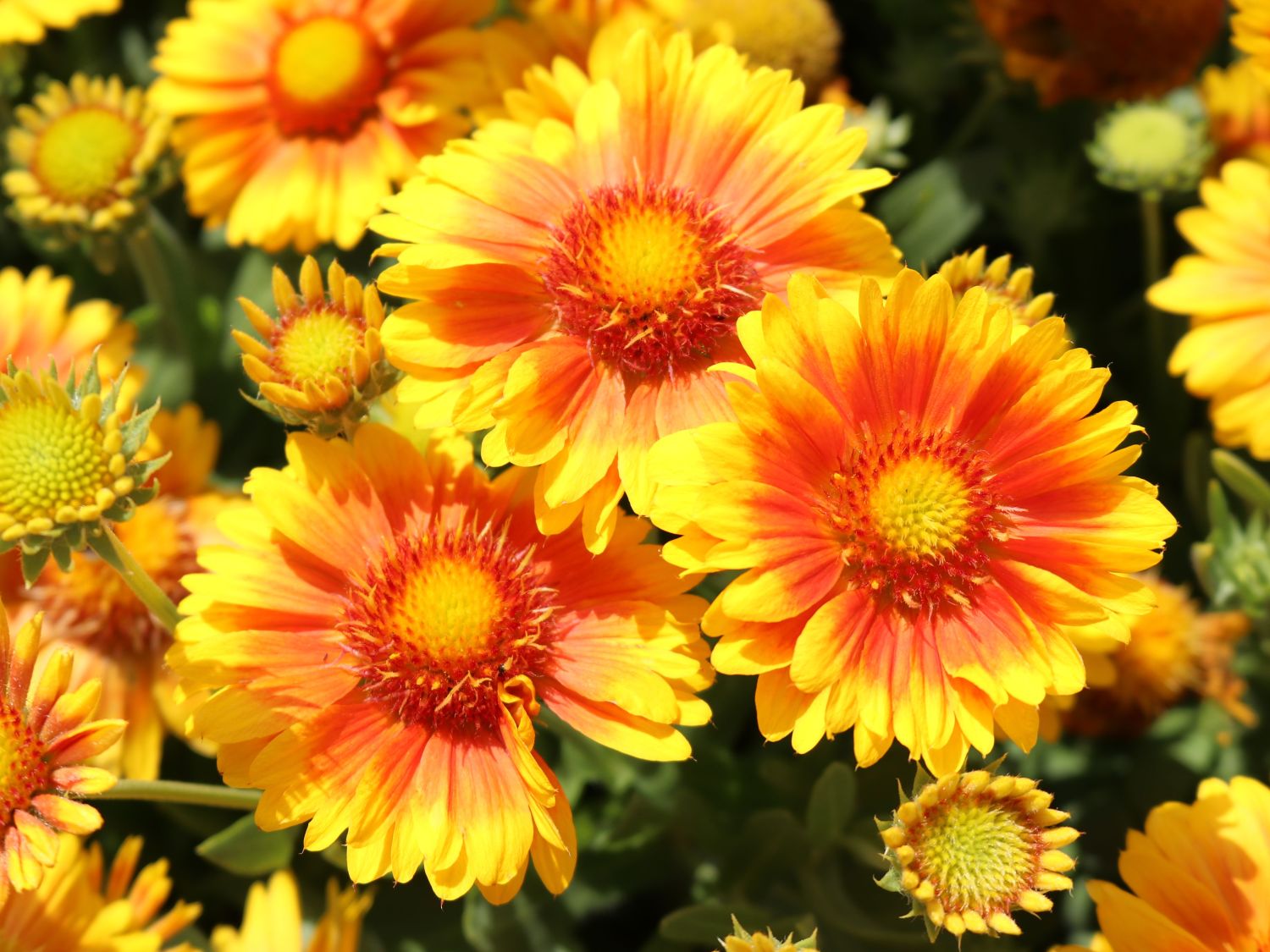Kokardenblume 'African Sunset' - Gaillardia aristata 'African Sunset'