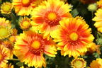 Kokardenblume 'African Sunset' - Gaillardia aristata 'African Sunset'