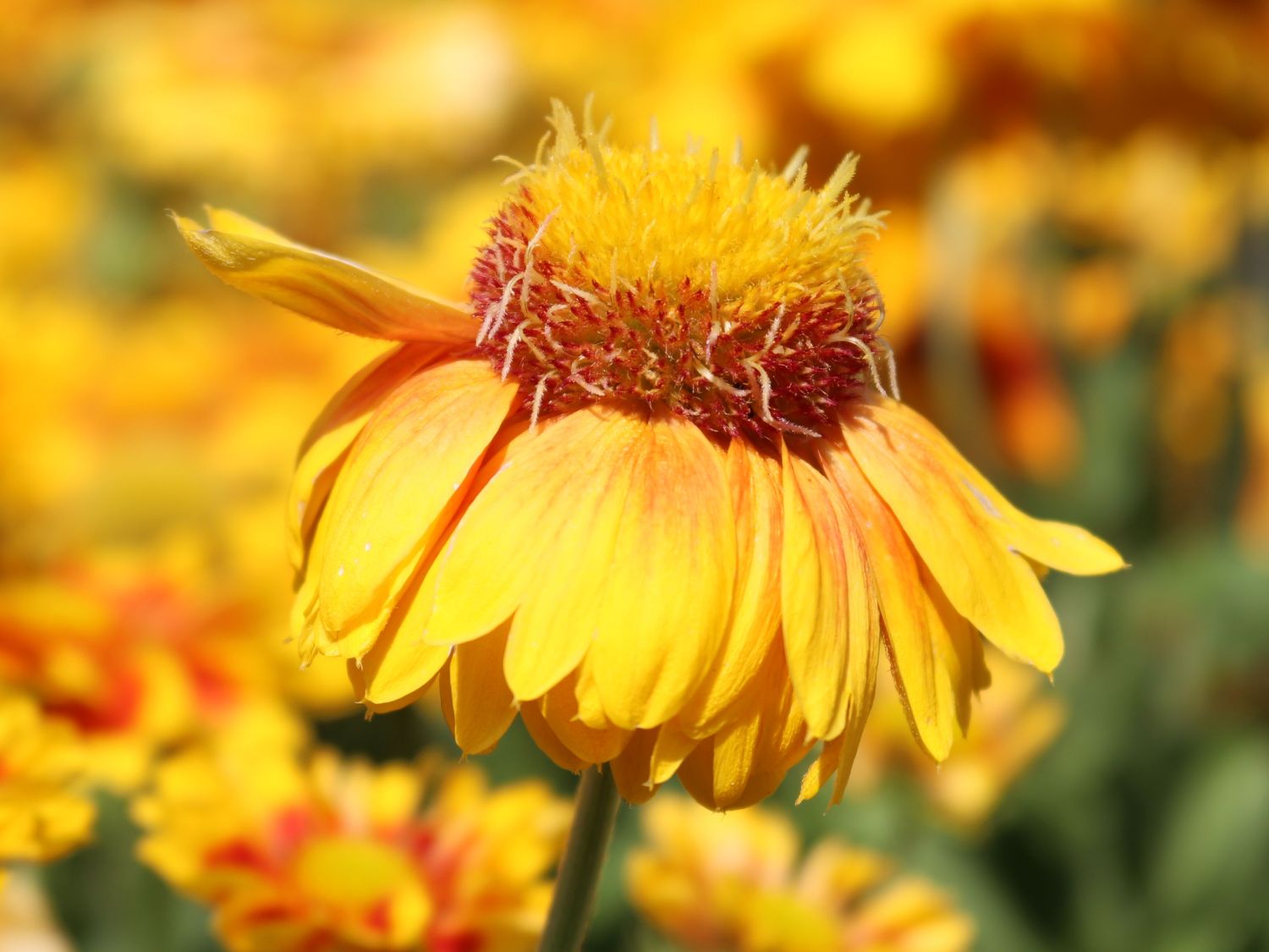 Kokardenblume 'African Sunset' - Gaillardia aristata 'African Sunset'