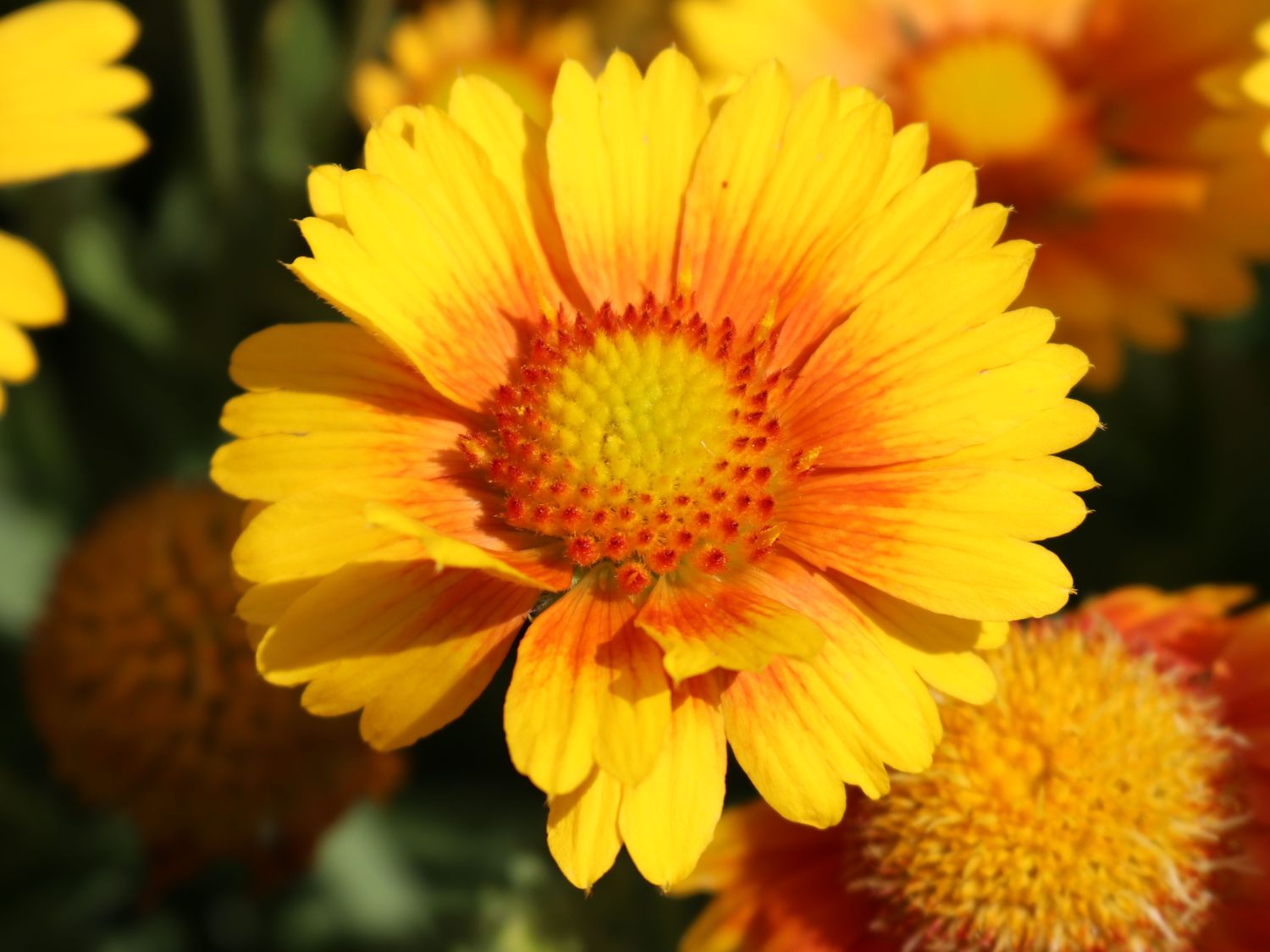 Kokardenblume 'African Sunset' - Gaillardia aristata 'African Sunset'